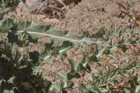  Cirsium neomexicanum